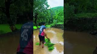 rice farming🌿 incredibleindia maharashtra patan satara village incrediblemaharashtra nature [upl. by Oira]