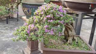 The Desmodium Beautiful Bonsai [upl. by Anthea606]