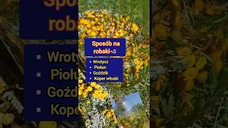 Sposób na robaki🪱Wrotycz Piołun Goździk Koper włoski zioła odrobaczanie [upl. by Gildea]