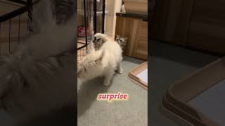 Dog’s Prank Overwhelms Kitty [upl. by Eusoj]