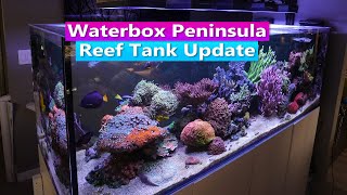 Waterbox 7225 Peninsula Reef tank Update [upl. by Eicats]