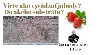 viete ako vysádzať jahôdy do akého substrátu [upl. by Loree]