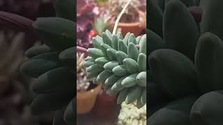 Pachyphytum Compactum monicasuculentasecia suculentas shorts [upl. by Heilner]