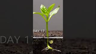 Growing Red Bell pepper plant  Time lapse in 57 day shorts [upl. by Brothers]