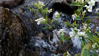 Relaxing nature sounds of river water in forest ASMR sleep music sound White noise ASMR [upl. by Tsan]