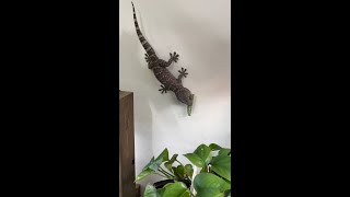 Tokay Gecko SLAMS Caterpillar on wall What a mess shorts gecko [upl. by Yci]