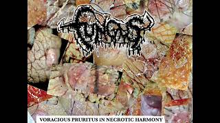 FUNGUS  VORACIOUS PRURITUS IN NECROTIC HARMONY EP 2024 mincecore grindcore crustpunk [upl. by Garber]