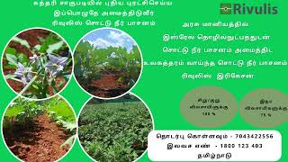 brinjal cultivation with Rivulis drip irrigation [upl. by Uolymme439]