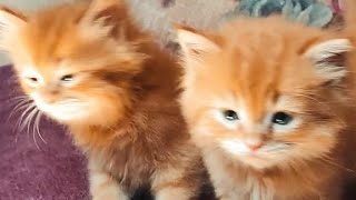 funniest cute cats videoscats Egyptian cats 😺😺 [upl. by Dowski]