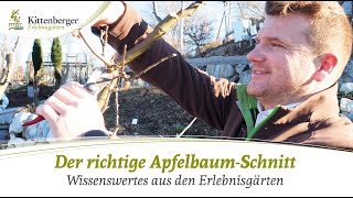 Tipps für den richtigen ApfelbaumSchnitt [upl. by Dewhurst]