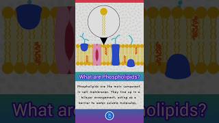 Cell Membrane Structure Plasma membrane  What are Phospholipids [upl. by Hinkle697]