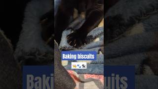 Just a kitty baking biscuits 🐾🐾🐾 shorts [upl. by Guadalupe960]