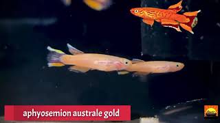 aphyosemion australe gold killifish [upl. by Tavie887]