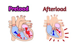 Preload and Afterload [upl. by Jose20]