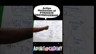 Mechanism of action of pyruvate dehydrogenase complex [upl. by Akahc]