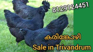 Karinkozhi sale at Trivandrum [upl. by Orgell]