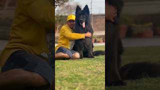 Worlds Biggest German shepherd Dog 😲 rap music shorts dog [upl. by Ardnajela894]