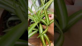 Planting spider plant babies spiderplant plants garden homedecor [upl. by Wachtel]