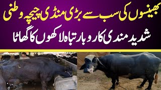 Chichawatni Maweshi Mandi Today  Buffalo Fresh Rates Update  Buffalo Mandi 2024 [upl. by Annal]