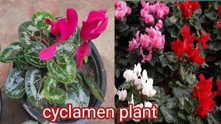 cyclamen plantcomplete care  tips and fertilizer  how to save cyclamen plant in summer [upl. by Bob]