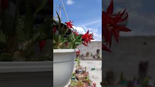 Cactus de pascua 😍🤩 cactusdepascua sucu ✔️Tiktok tiktokcomvichitasucus [upl. by Rebeca]