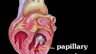 papillary muscles [upl. by Faux]