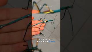 The Stick Insect  Worlds Longest Insect [upl. by Las163]