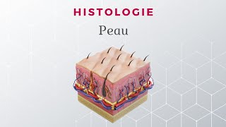 Histologie de la Peau [upl. by Erdnaek]