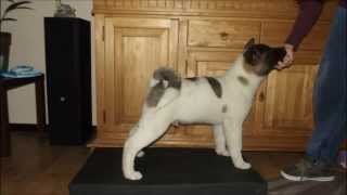 American Akita Growing from mini bear to huge bear in 8 months [upl. by Nirot]