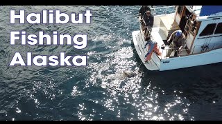 Halibut and Lingcod fishing in Alaska [upl. by Noneek175]