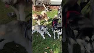 Sled Dog Team Sojou Fish amp Dotty sleddogs malamutelovers alaskanmalamutes [upl. by Asyral]