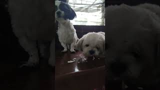 dog eating egg shells shortsvideo trending viral shihtzupuppies asmrsounds asmr [upl. by Mccafferty]