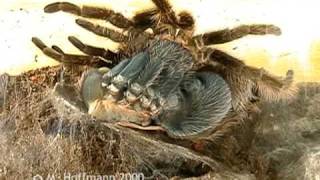 Häutung einer Vogelspinne Brachipelma albopilosum Zeitraffer curlyhair tarantula [upl. by Ahidam902]