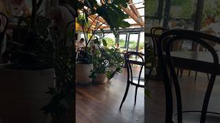 minnesota mn foodie food restaurant minneapolis laos laotian family plants aesthetic [upl. by Eelarol623]