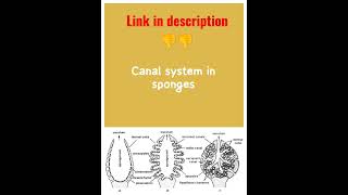 canal system in sponges [upl. by Januisz]