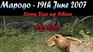 Mapogo Lions  Lions Size Up Rhinos [upl. by Ayad]