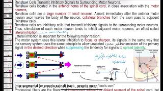 Spinal cordmotor receptorsmuscle spindlegamma alpha coactivationmuscla reflexmss physiology [upl. by Norvan]