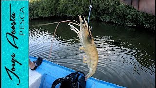 Pescando con CAMARON VIVO en manglares de Sinaloa [upl. by Havelock]