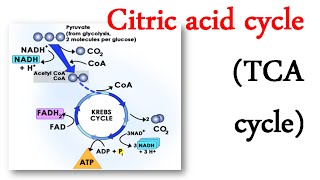 Citric acid cycle TCA cycle [upl. by Alfonse]