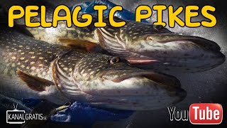 Pelagic Ice Fishing for Pike in Sweden  Team Galant [upl. by Mutat416]