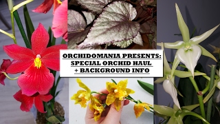 Orchidomania Presents Special Orchid Haul  Background Info [upl. by Ollayos253]