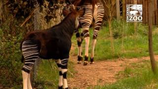 Okapi Calf First Time Outside  Cincinnati Zoo [upl. by Loos]