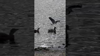 Lapwing And Pied Wagtail  Pugneys Country Park birds avian nature [upl. by Luthanen276]