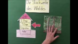 Die Stockwerke des Waldes [upl. by Aerdnuahs]