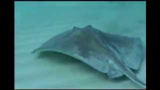 Save the Stingray  RIP Steve Irwin [upl. by Ilyssa]