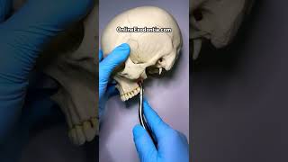 Oral Surgery Rongeur  OnlineExodontiacom  oralsurgery dentalcourses dentalinstruments [upl. by Cahan]