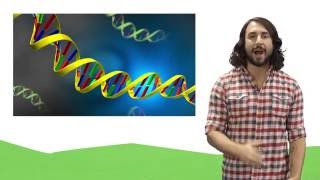 Nucleic Acids DNA and RNA [upl. by Sisak]