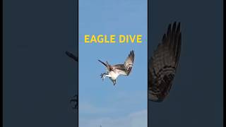 Eagle Dive birds [upl. by Ttehr]