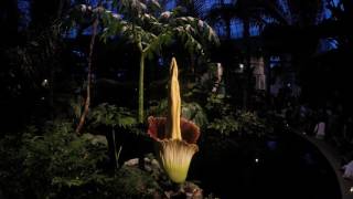 The NYBG Corpse Flower Bloom – Time Lapse [upl. by Arihppas]