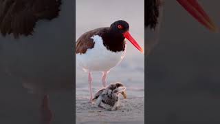 shorebird have special features food fliesbivalvessmallshrimpcrabs and fishviralshortvideo [upl. by Geiss]